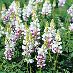 Lupin Pink Fairy - 20 Seeds