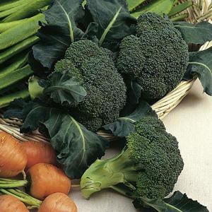Broccoli Sprouting (Calabrese) Autumn Spear - 250 Seeds