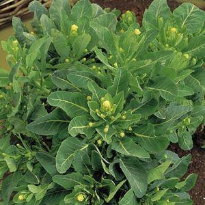 Broccoli White Sprouting - 350 Seeds