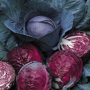 Cabbage Red Drumhead - 300 seeds