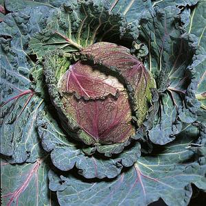 Cabbage Savoy January King - 450 Seeds