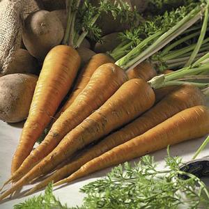 Carrot New Red Intermediate - 600 Seeds