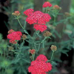 Achillea Rose Madder - 2ltr pot