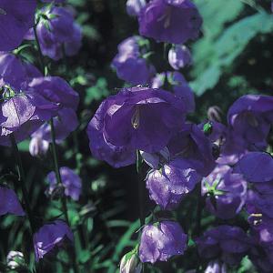 Campanula persicifolia Blue Bloomers - 2 ltr pot