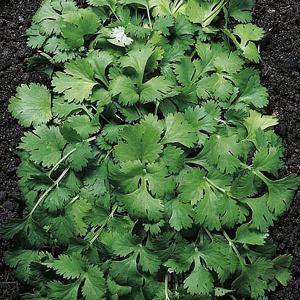 Herbs Coriander - 150 Seeds