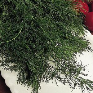 Herbs Dill - 725 Seeds