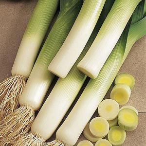 Leek Lyon  - 300 Seeds