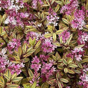 Hebe Gold Rush - 2ltr pot