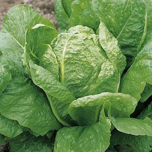Lettuce Lobjoits Green Cos - 1300 seeds