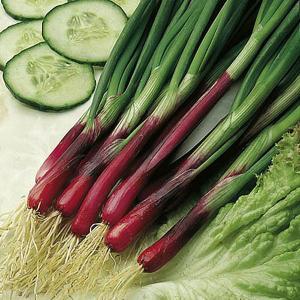 Onion North Holland Blood Red (Redmate) - 300 Seeds