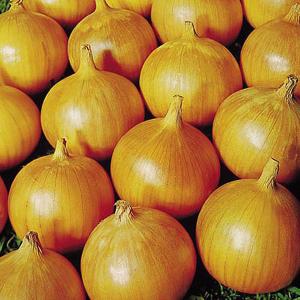 Onion Bedfordshire Champion - 250 Seeds