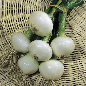 Pickling Onion Paris Silverskin - 550 Seeds