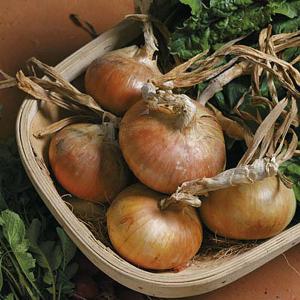 Onion (Japanese) Senshyu - 350 seed