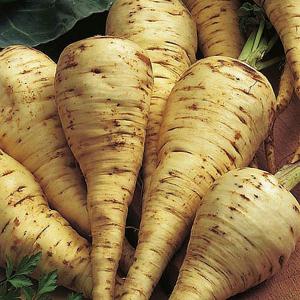 Parsnip White Gem - 600 Seeds