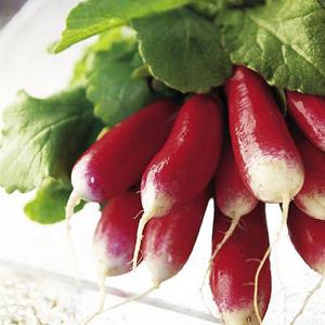 Radish French Breakfast 3 - 450 Seeds
