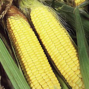 Sweet Corn Sundance F1 - 35 Seeds