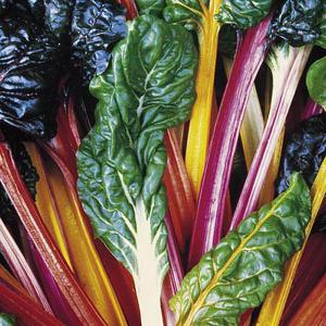 Swiss Chard Bright Lights - 90 seeds