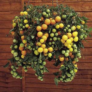 Tomato Tumbling Tom Yellow - 22 Seeds