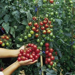 Tomato F1 Sweet Million - 20 Seeds