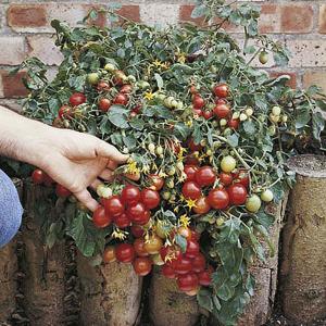 Hanging Basket Tomato F1 Tumbler - 7 Seeds