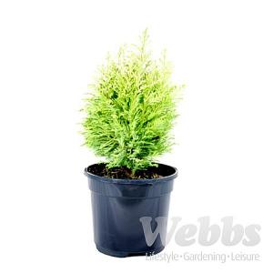 Chamaecyparis lawsoniana Springtime - 3ltr pot