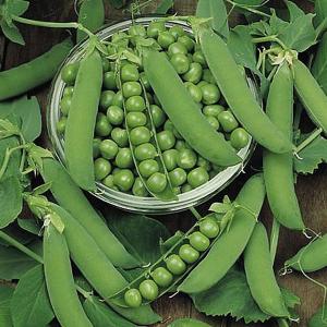 Pea Ambassador - 250 Seeds