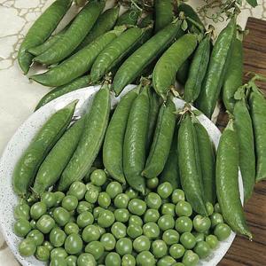 Pea Kelvedon Wonder - 330 Seeds