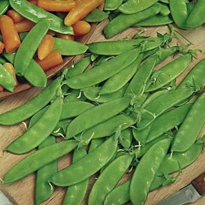 Pea Oregon Sugar Pod (Mangetout) - 245 Seeds