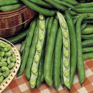 Broad Bean Giant Exhibition Longpod - 40 Seeds