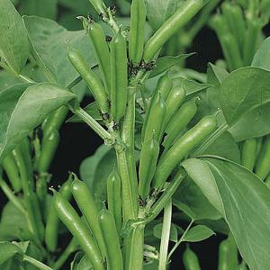 Broad Bean The Sutton (Dwarf) - 45 Seeds