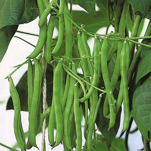 Climbing French Bean Blue Lake - 140 Seeds