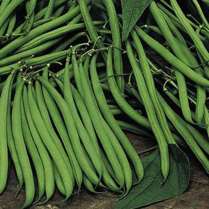 Dwarf French Bean Safari - 230 Seeds