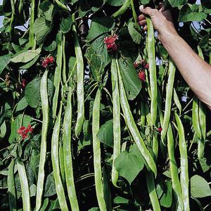 Runner Bean Enorma - 45 Seeds