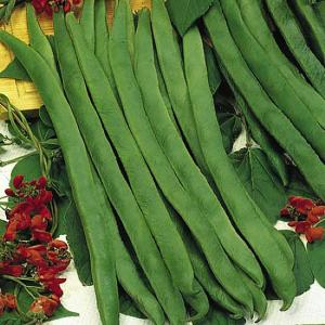 Runner Bean Prizewinner - 45 Seeds