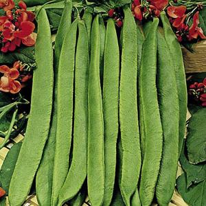 Runner Bean Scarlet Emperor - 50 Seeds