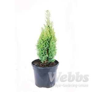 Chamaecyparis lawsoniana Burford Gold - 3ltr pot