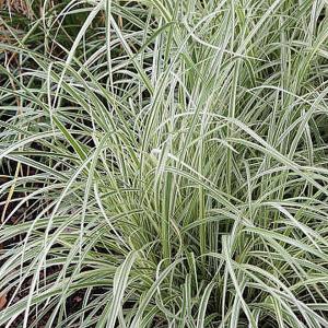 Arrhenatherum elatius 'Variegatum' - 2 ltr pot