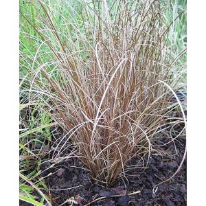 Carex buchananii - 2ltr pot