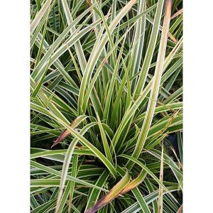 Carex morrowii 'Fishers Form' - 2ltr pot