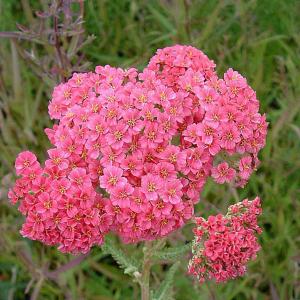 Achillea Apple Blossom - 2ltr pot