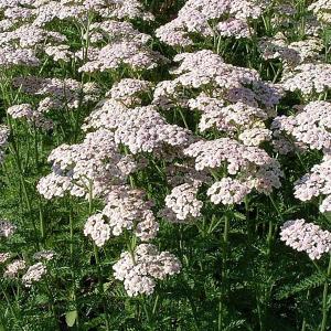Achillea Forncett Candy - 2ltr pot
