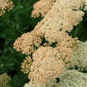Achillea McVities - 2ltr pot