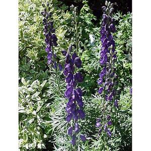 Aconitum henryrii Sparkes Variety - 2ltr pot