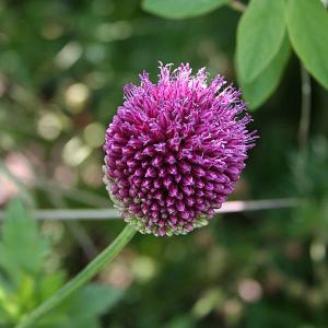 Allium sphaerocephalon - 2ltr pot