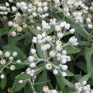 Anaphalis triplinervis - 2ltr pot