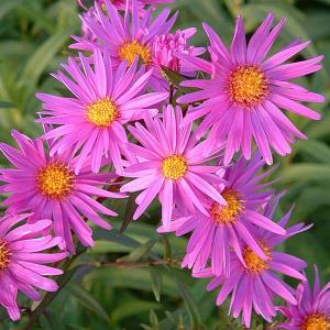 Aster novi-belgii Cecily - 2ltr pot