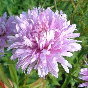 Aster novi-belgii Fellowship - 2ltr pot