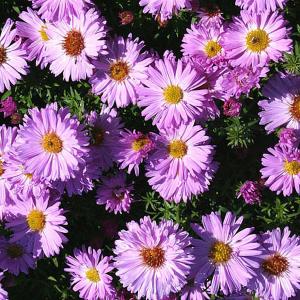 Aster novi-belgii Ilse Brensell - 2ltr pot