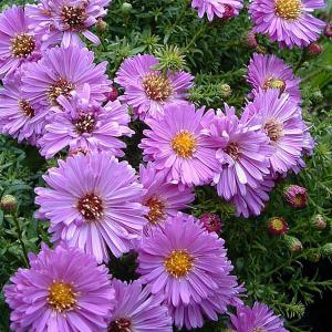 Aster novi-belgii Little Pink Beauty - 2ltr pot