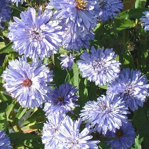 Aster novi-belgii Marie Ballard - 2ltr pot